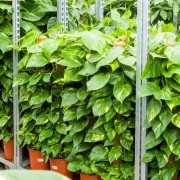 Интернет магазин комнатных растений Greendekor.ru фото 5 на сайте Hamovniki.su