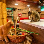 Котокафе MoreКот фото 4 на сайте Hamovniki.su