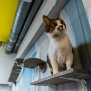 Котокафе MoreКот фото 6 на сайте Hamovniki.su