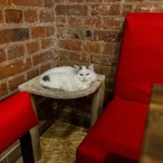 Котокафе MoreКот фото 12 на сайте Hamovniki.su