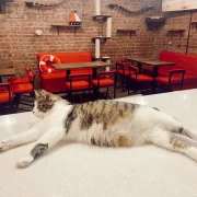 Котокафе MoreКот фото 2 на сайте Hamovniki.su