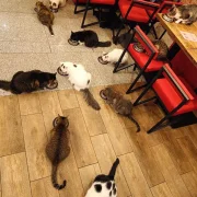 Котокафе MoreКот фото 8 на сайте Hamovniki.su