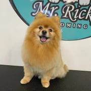 Зоопарикмахерская Mr Ricky фото 12 на сайте Hamovniki.su