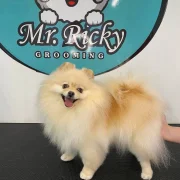 Зоопарикмахерская Mr Ricky фото 2 на сайте Hamovniki.su