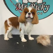 Зоопарикмахерская Mr Ricky фото 7 на сайте Hamovniki.su